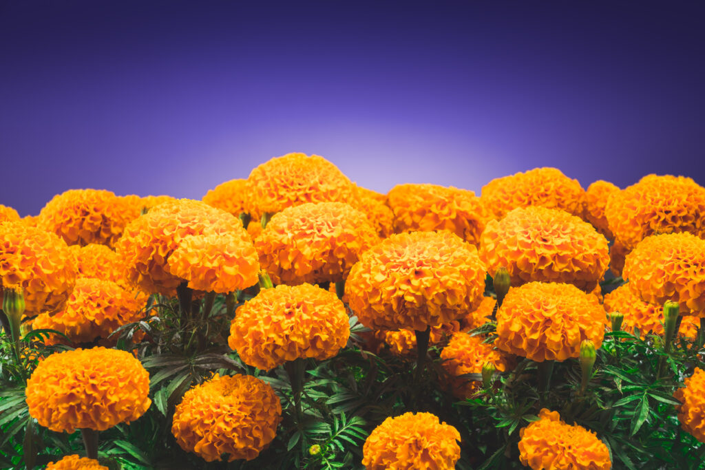 cempasuchil flower used for mexican altars for day of the dead