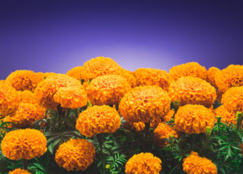 traditional cempasuchil flowers used for altars at day of the dead in Mexico