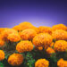 traditional cempasuchil flowers used for altars at day of the dead in Mexico