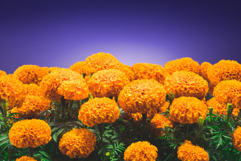 cempasuchil flower used for mexican altars for day of the dead