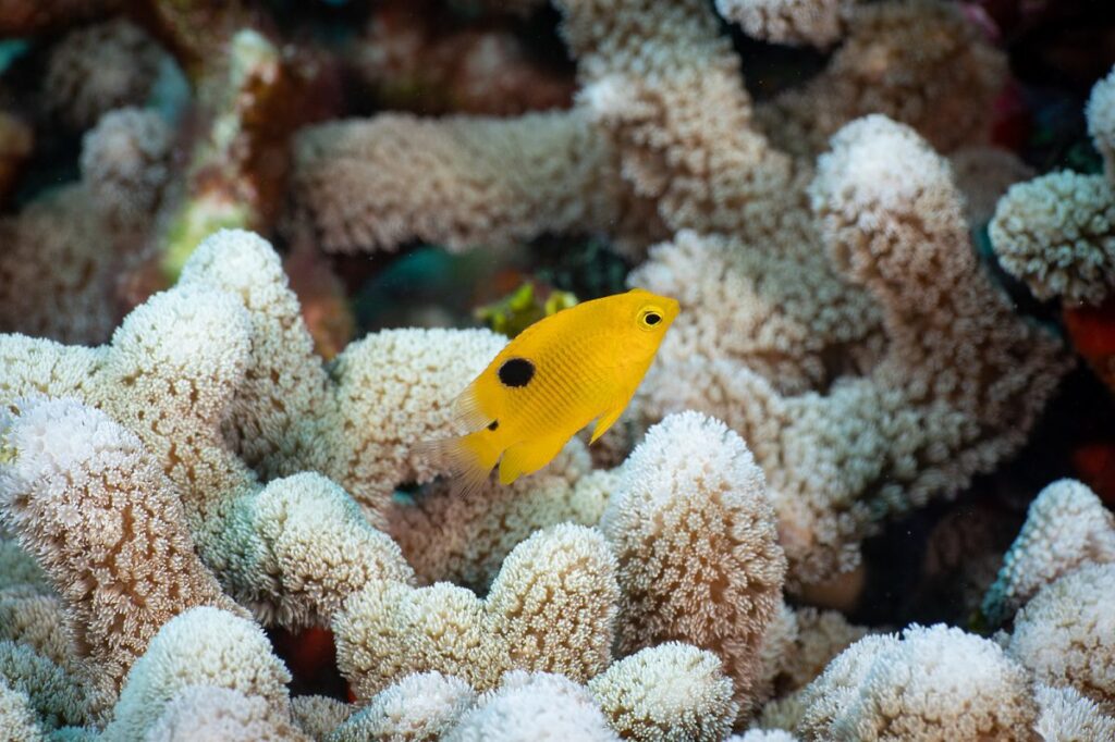 encontramos_corales_muertos_y_pez_leon_en_bajos_del_norte_featured_image