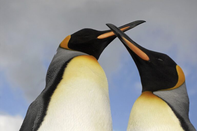 pinguino-emperador-adulto-caracteristicas
