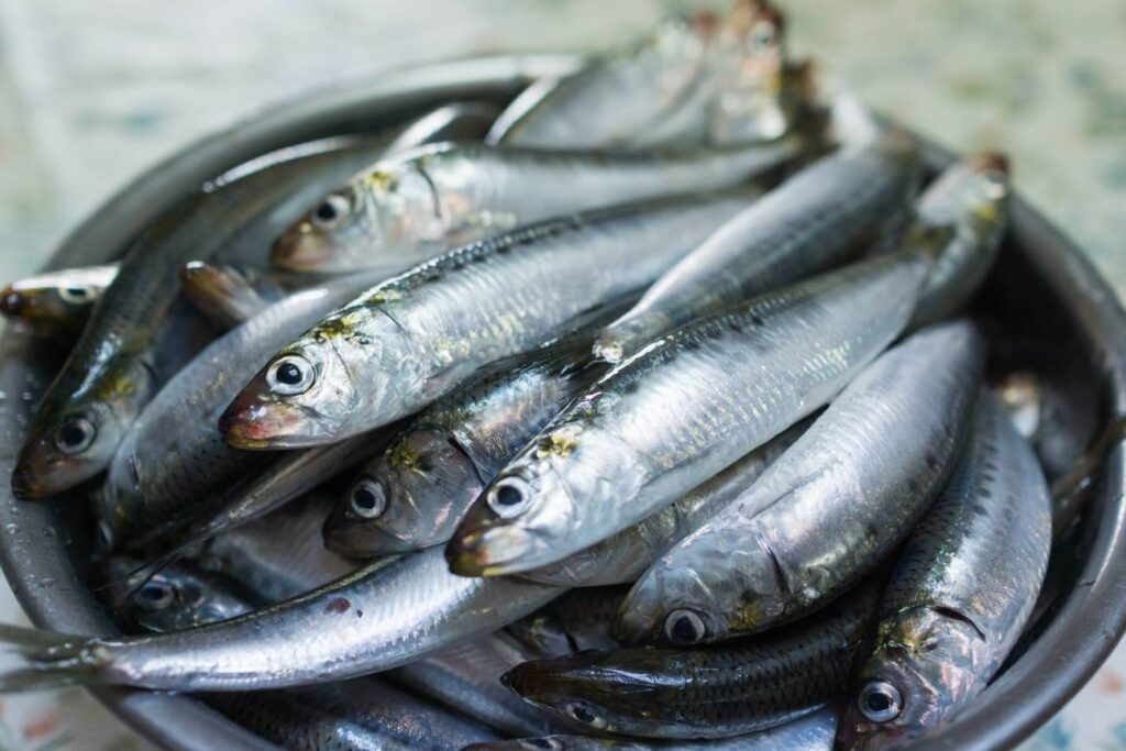 Mas-de-la-mitad-de-las-sardinas-y-anchoas-del-Mediterraneo-occidental-tienen-microplasticos-en-sus-intestinos