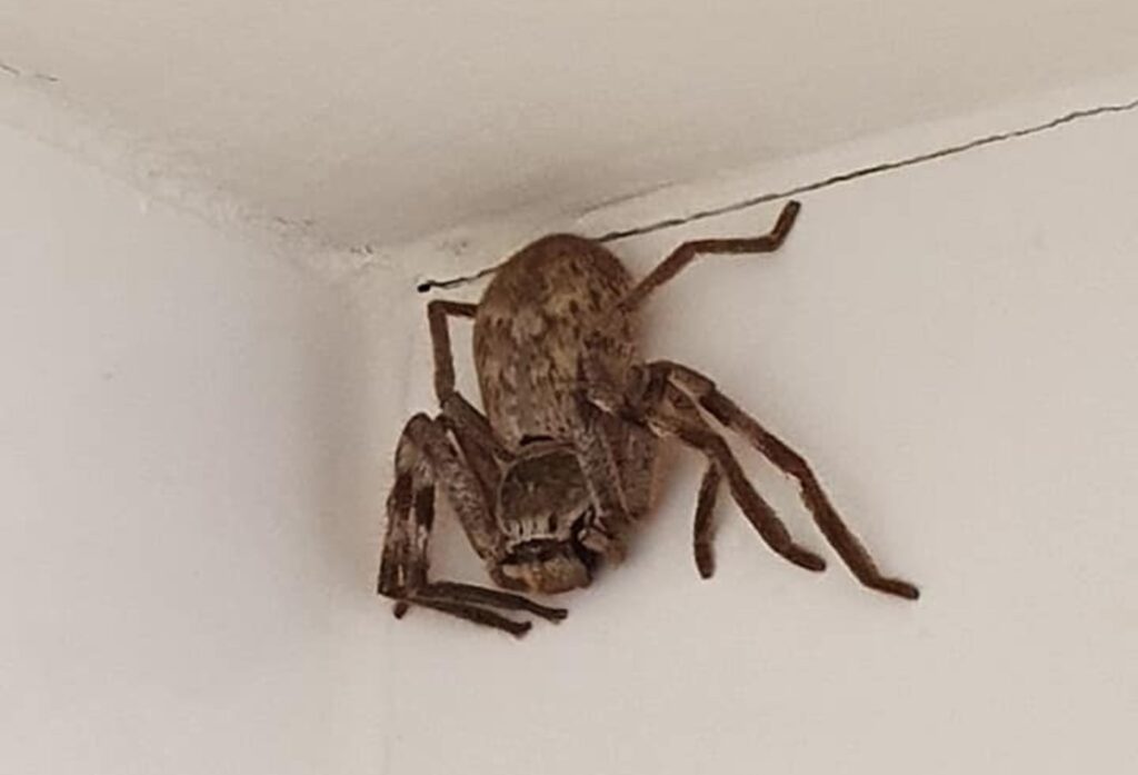 arana_en_australia_0