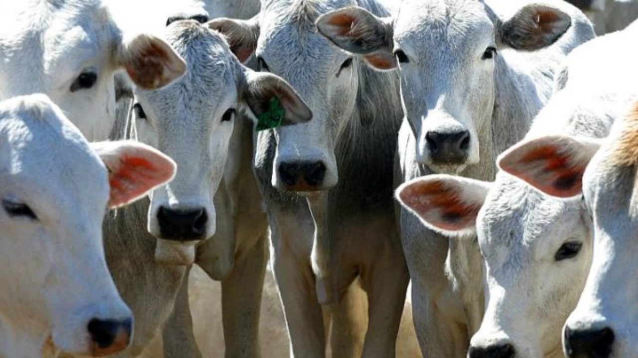 Crean Mesa Redonda de Ganadería Sustentable de México | Un mundo ...