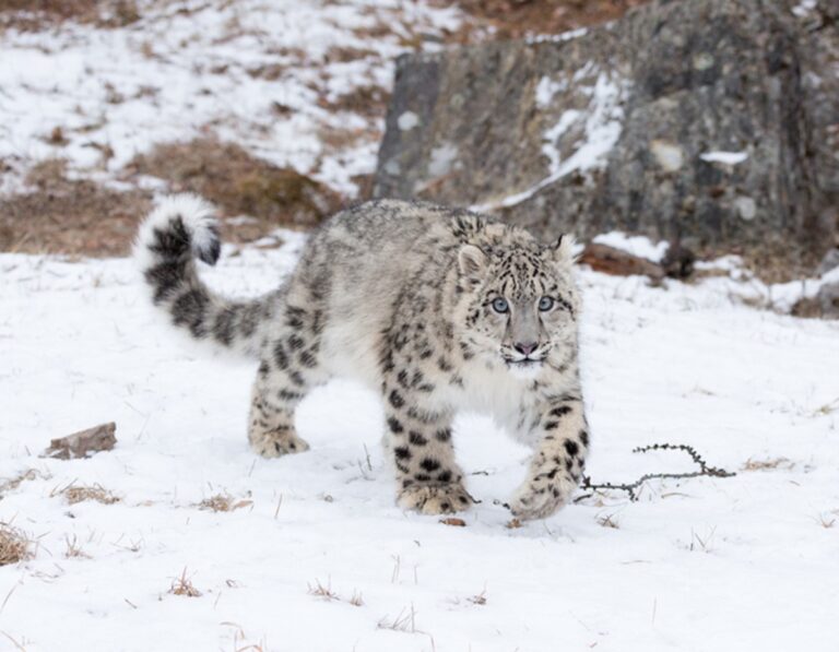 leopardodelasnieves