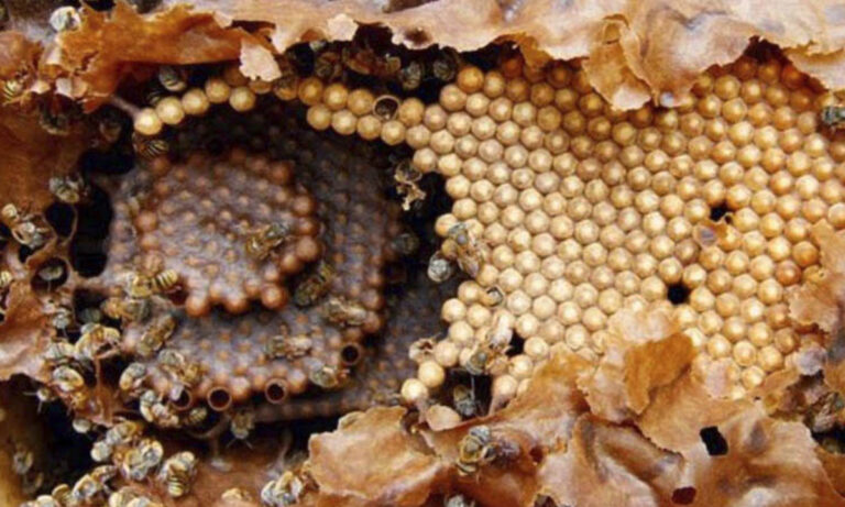 miel-melipona-abejas-panal-1200x720