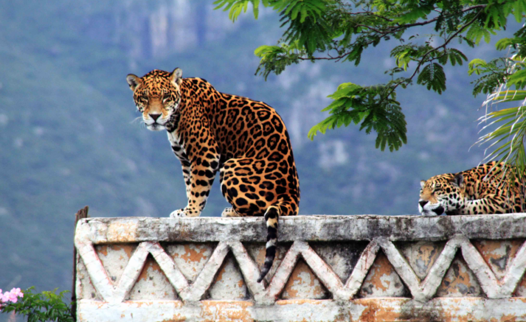 Captura-de-pantalla-2018-08-14-a-las-18.26