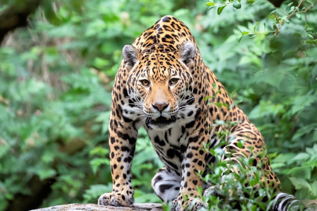 jaguar