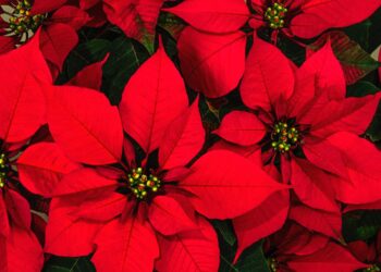 Bright christmas red poinsettia flower horizontal background