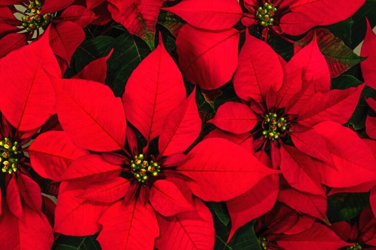 Poinsettia flower