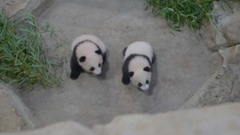 panda3-142104