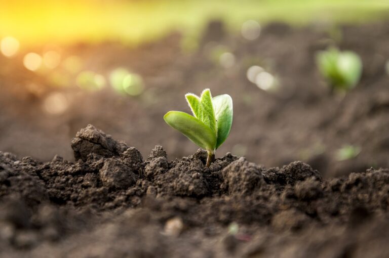 A,Delicate,Fragile,Soybean,Sprout,In,The,Field,Stretches,Towards
