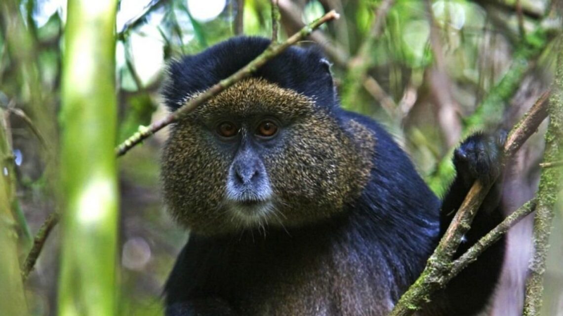 Amenazadas seis especies de primates de América Latina | Un mundo ...