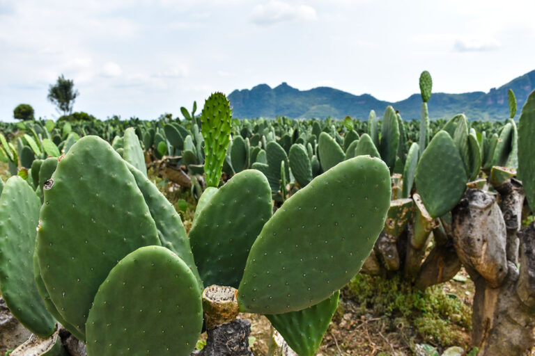 Plantación de nopales o cactus en Mexico