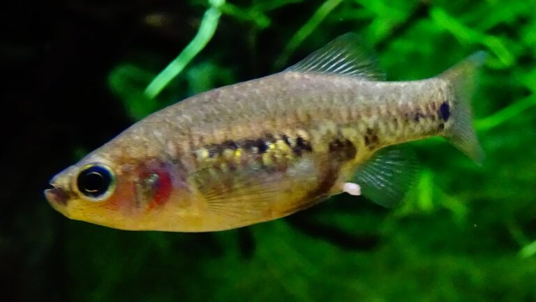 Zoogoneticus_tequila_-_PorteDoreeParis_18