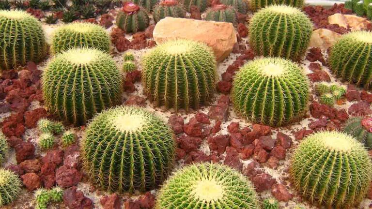cactus-cactaceas-suculentas-1