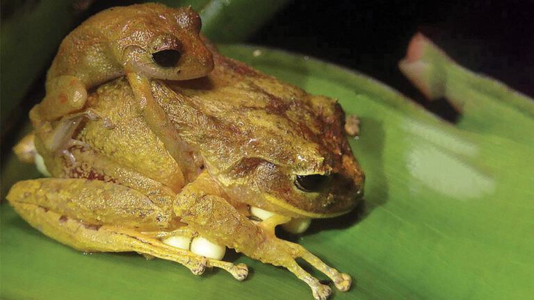 still-ranas-zookeys-083831