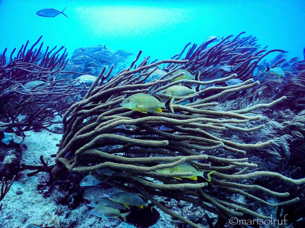 Bluestriped-grunt-2-Marisol-Rueda-2