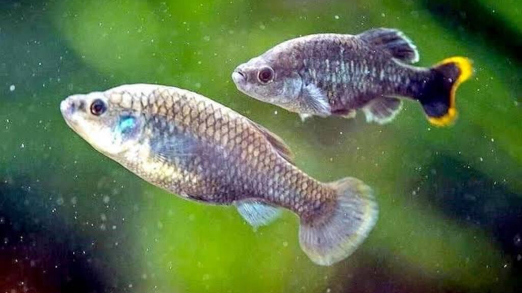 Logran-investigadores-de-la-UMSNH-reinsercion-de-especie-a-su-habitat-7