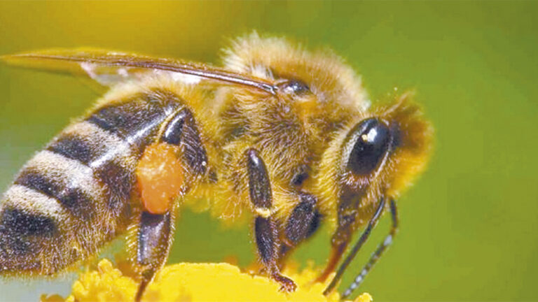 cuba-abeja