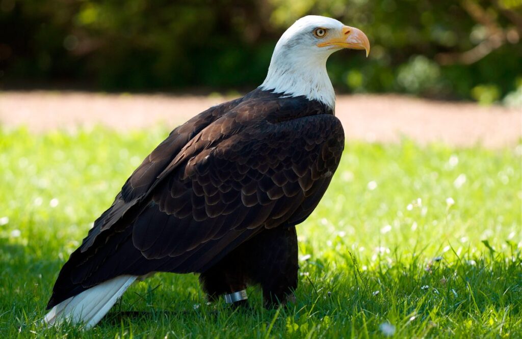 dieta-del-aguila-calva