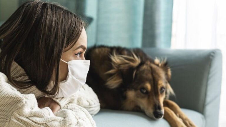 estudio-animales-transmiten-COVID-19-personas_1639046875_149274948_1200x675