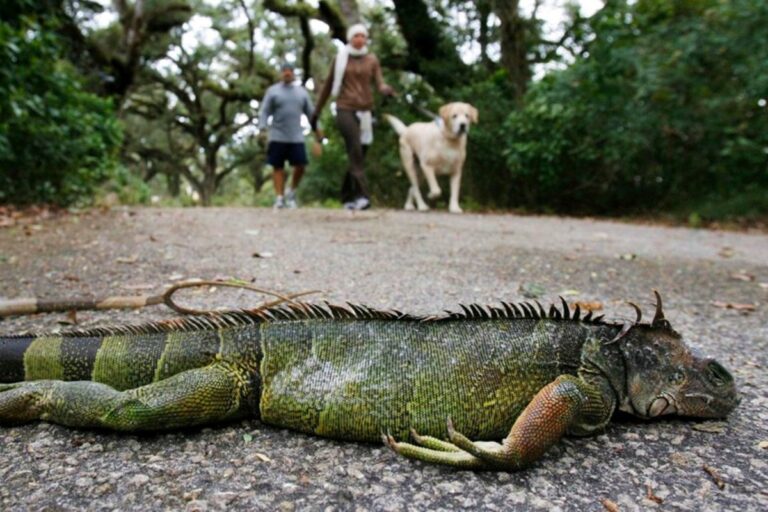 lluvia-iguanas-florida.01-02-2022
