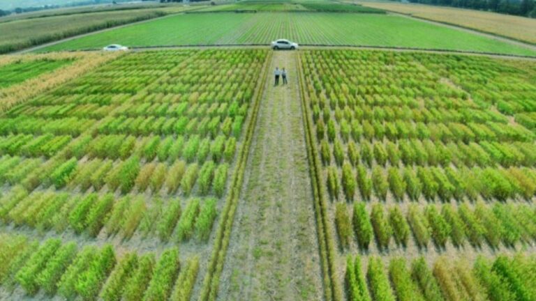 IICA-realizará-taller-Latinoamericano-sobre-avances-en-agricultura-sostenible-1280x720