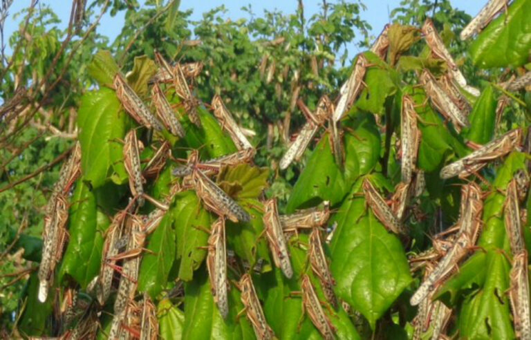 langostas_plaga_