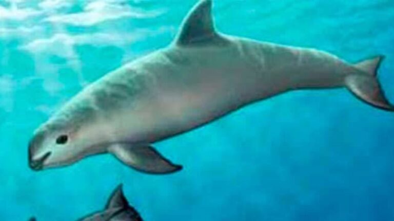 vaquita_marina-1280x720