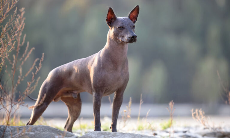 xoloitzcuintle-act-t