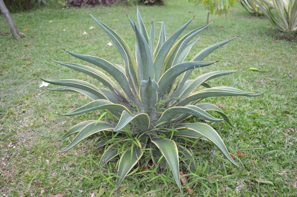 Agave-salmiana-1