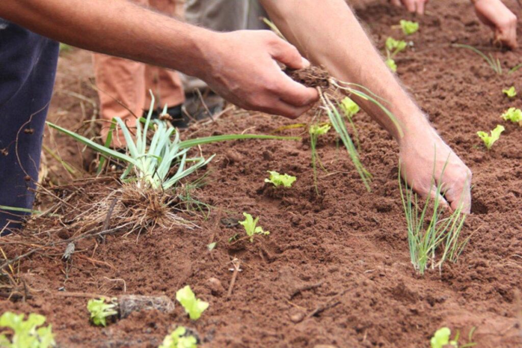La-agroecologia-es-ciencia-accion-y-movimiento-explica-Walter-Pengue