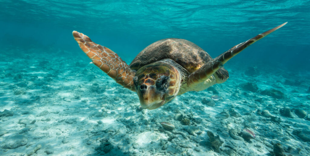tortuga_caguama-1