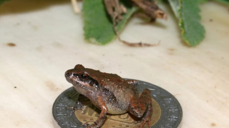 El Craugastor cueyatl está sentado en una moneda mexicana de 10 pesos (el diámetro es de 2,8 cm). Crédito de la imagen Jeffrey W. Streicher, Natural History Museum, Londres