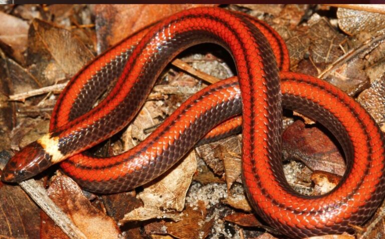 descubren-nueva-especie-de-serpiente