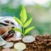 Plant growing from soil with coin in the glass jar against blurred natural green background and copy space for investment, business, finance and money growth concept