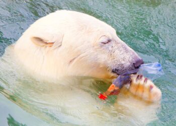 Close-up of a polarbear (icebear) in captivity