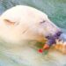 Close-up of a polarbear (icebear) in captivity