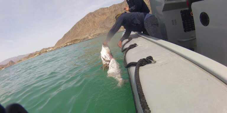 totoaba-sin-buche-1440x720