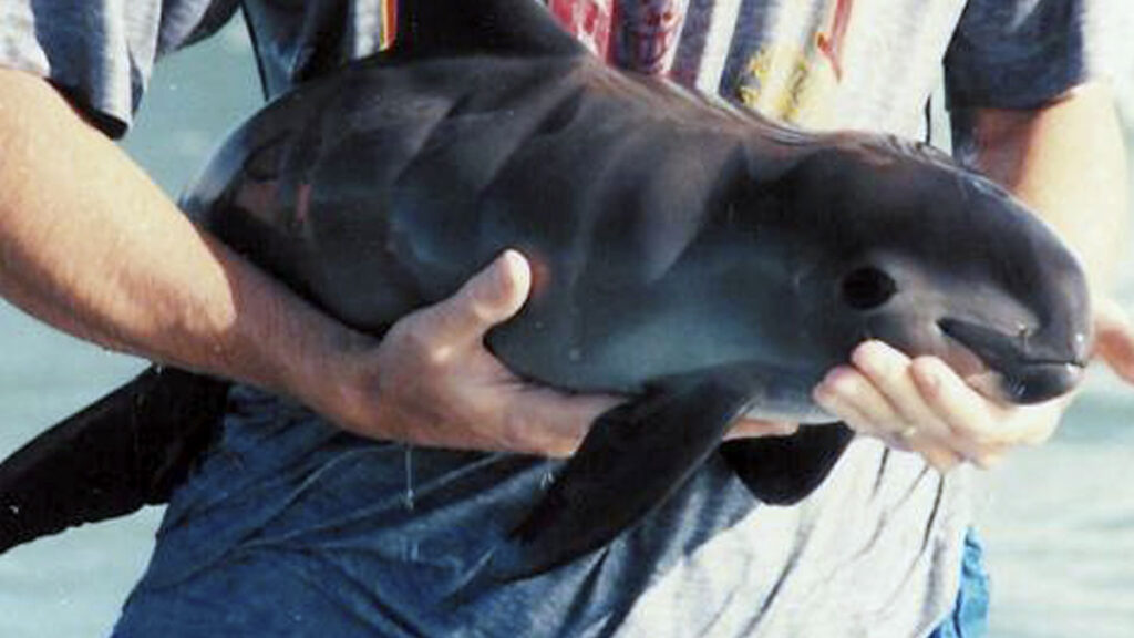 vaquita-marina-1