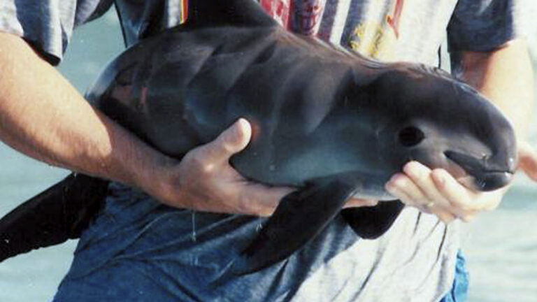 vaquita-marina-1