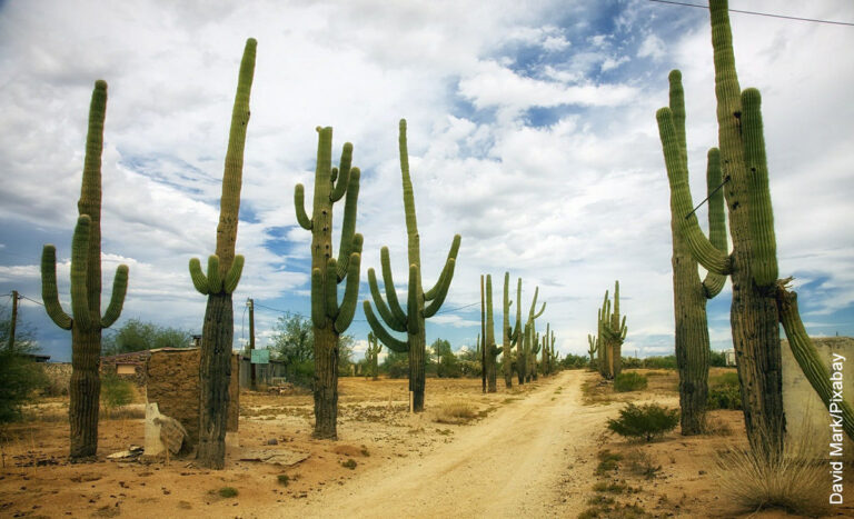 cactus-del-desierto