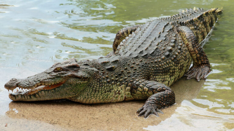cocodrilos