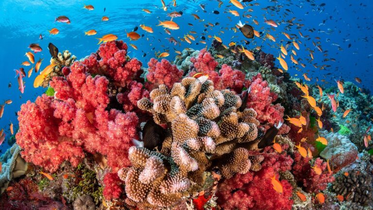 coral-reefs-2728211