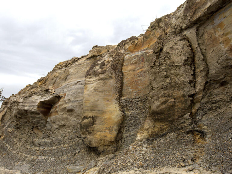 BRAZIL-SCIENCE-FOREST-FOSSIL