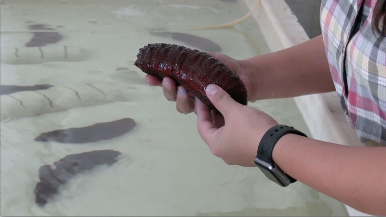 pepino-de-mar-012605