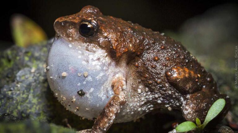 ranita-del-pedregal-145223