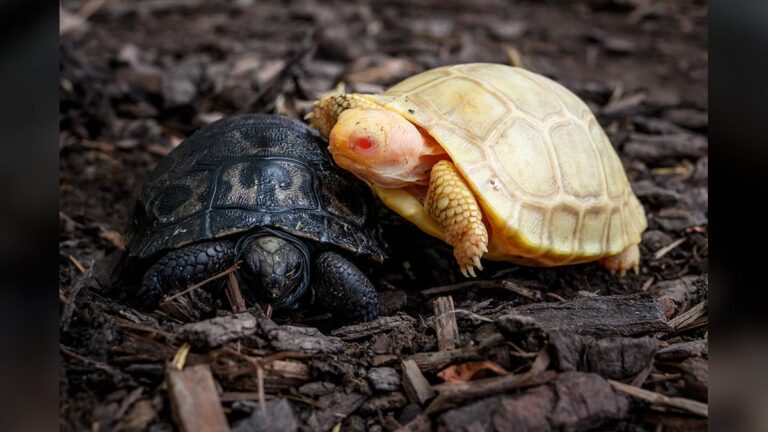 tortuga-galapaga-albina3-132631